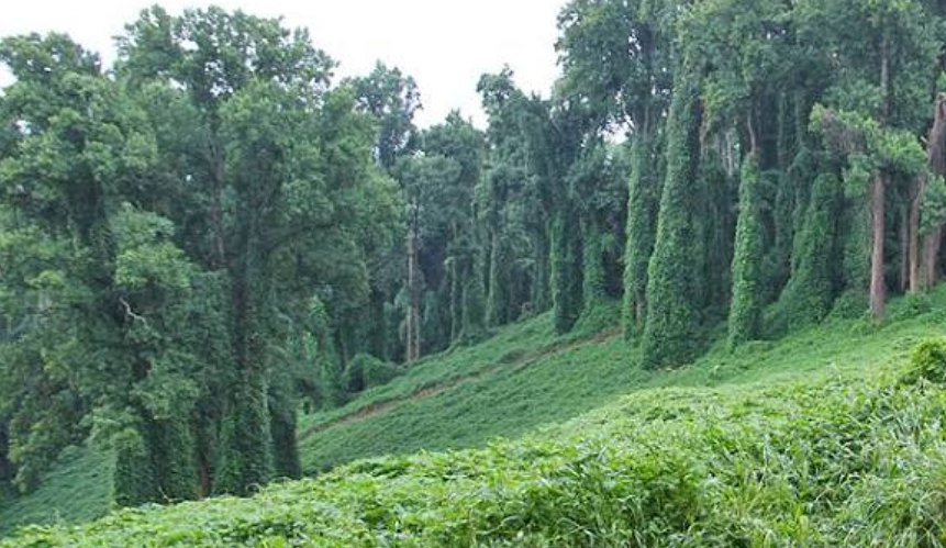 Invasive plant species in Tennessee landscape
