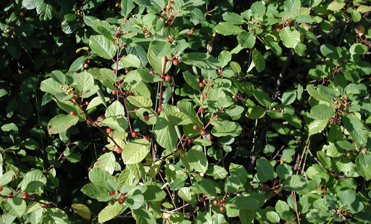 Invasive plants in Massachusetts landscape
