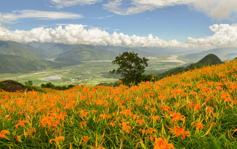 Invasive plants in Georgia landscape