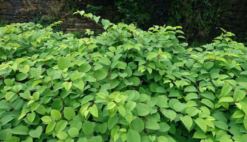Invasive plant species in Oklahoma landscape