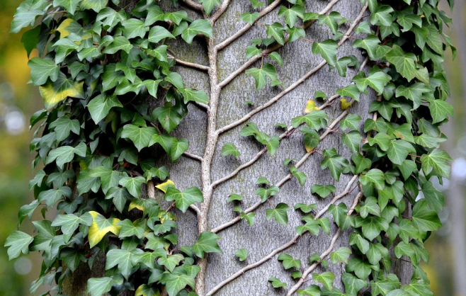 Invasive plants in Virginia Landscape