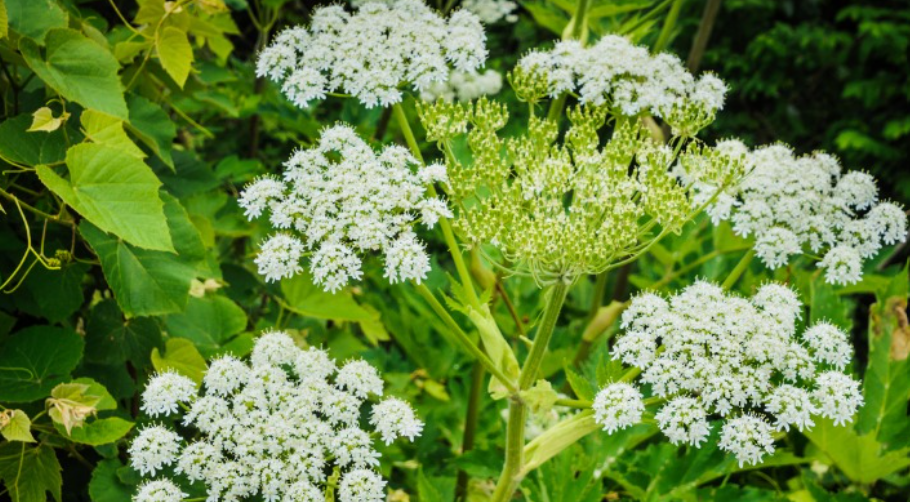 Giant Hogweed in Maryland Landscape