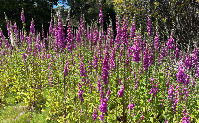 Invasive plants in Australia Landscape
