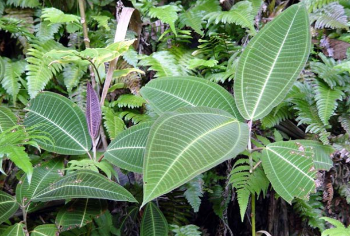 Invasive Plants In Hawaii Landscape