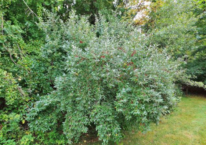 Autumn Olive, an Illegal plant in Indiana