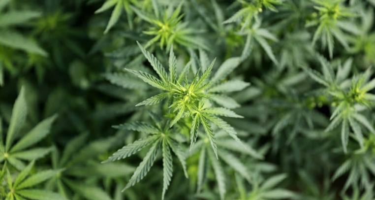 Marijuana Plant in the garden