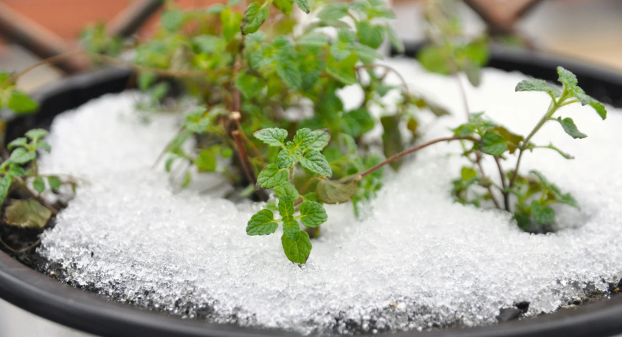 Spices that grow in cold climates 