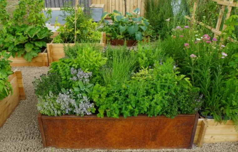 Perennial herbs that grow in Zone 5