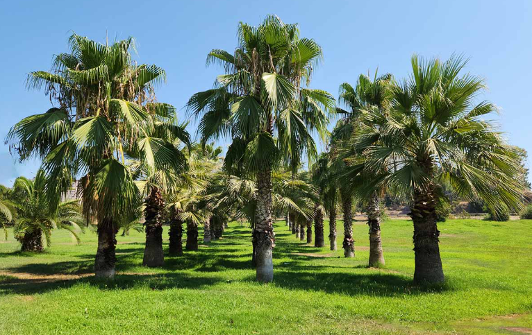 Palm Trees In California landscape