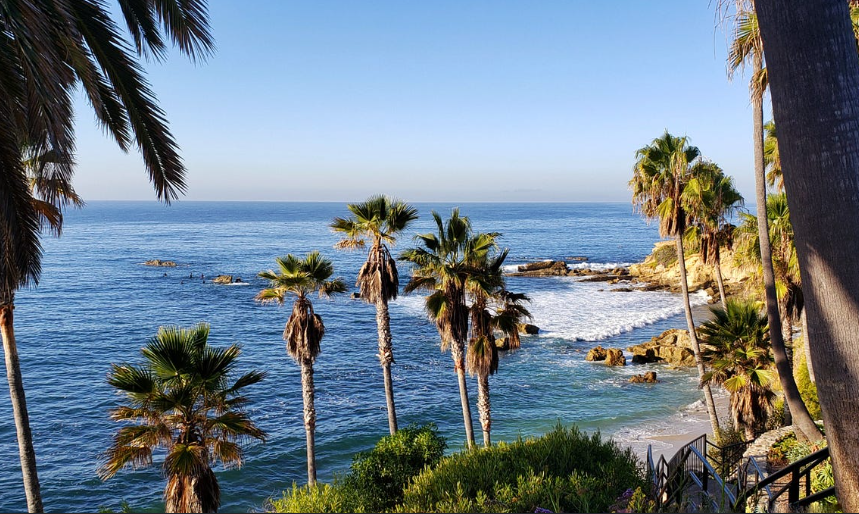 Palm trees on the califonia beach