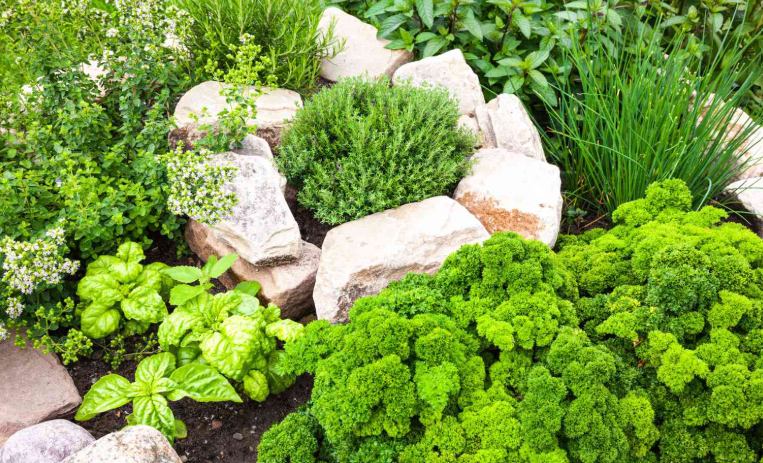 Herb Garden In Zone 9