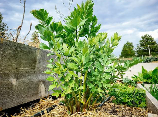 Perennial Herb