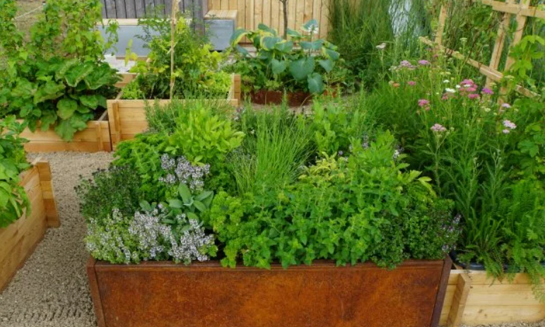 Herbs Garden zone 8