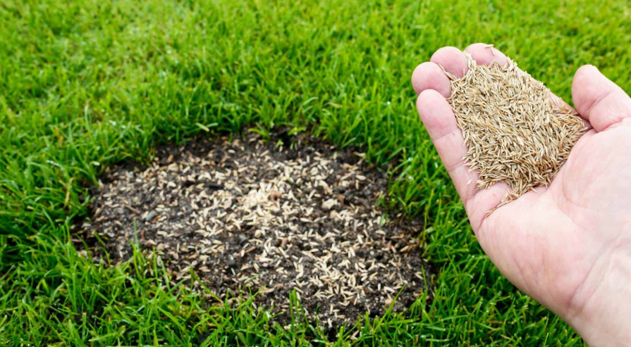 Overseeding a Lawn in North America