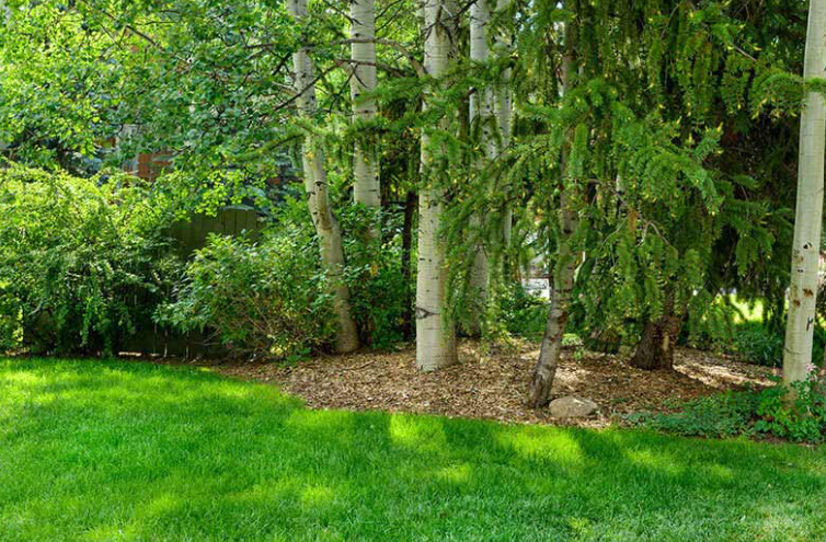 Grass growing under Shade