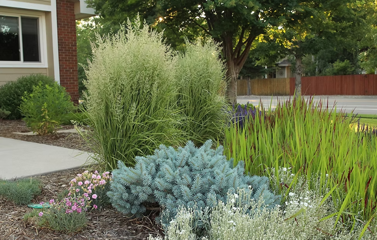 Grass in a Lawn In Colorado
