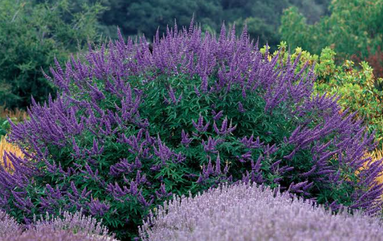 Drought Tolerant Shrubs for Landscaping In Texas