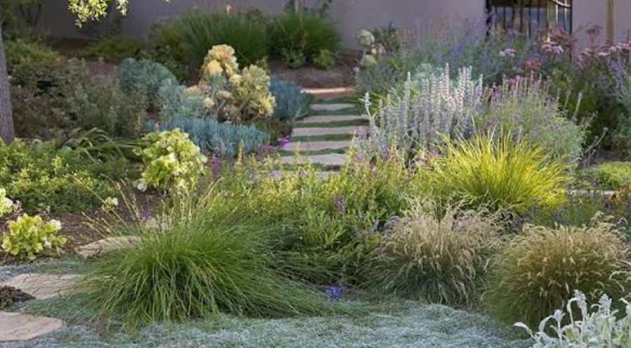 drought tolerant evergreen shrubs