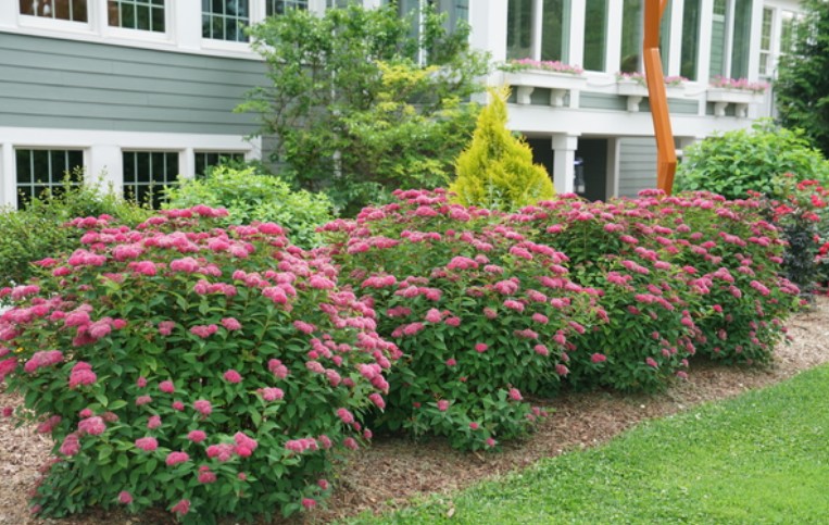 Low-Maintenance Shrubs in a garden in texas