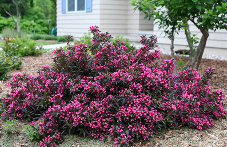 Low-Maintenance Shrub In a Florida garden
