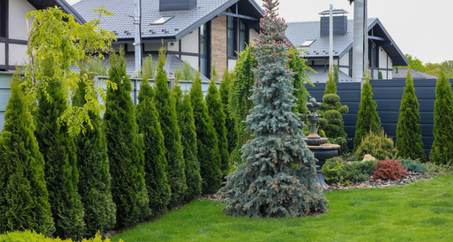 Coniferous Evergreen Shrubs In a Front Yard