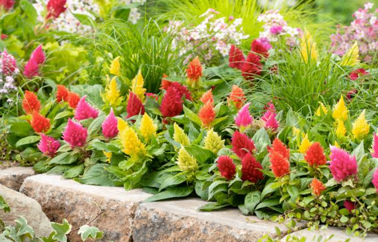 Flowers That Do Not Attract Bees in a texas flower garden