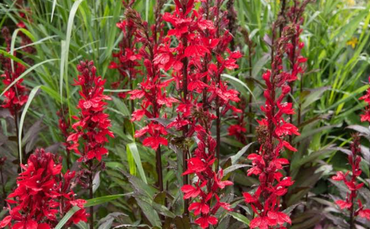 Flowers That Do Not Attract Bees In a Canadian Garden