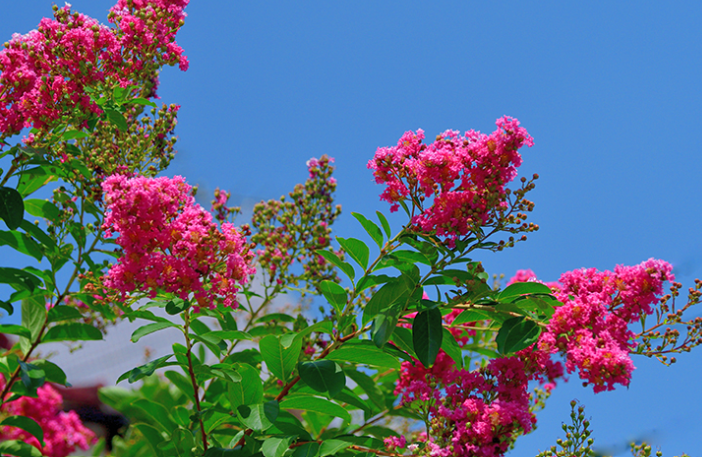 Shrubs That Bloom All Summer, in a garden in New York