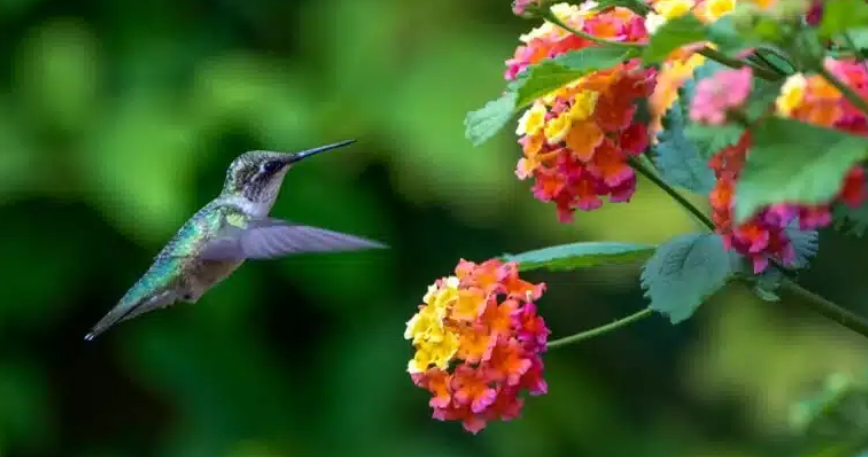Hummingbird on a Flower, in texas
