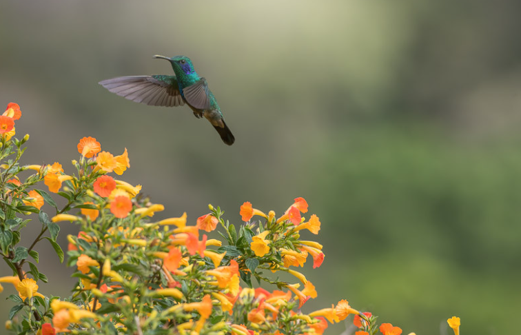 Hummingbird on a Flower, in a garden in Texas