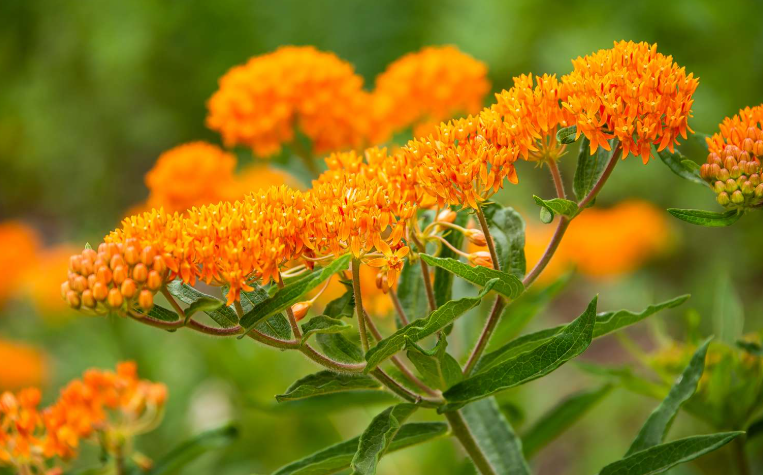  Flowers That Attract Butterflies, in a garden in Ohio