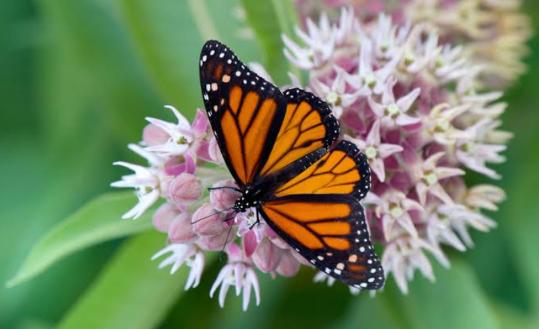 Flowers That Attract Butterflies, In a garden in Ohio