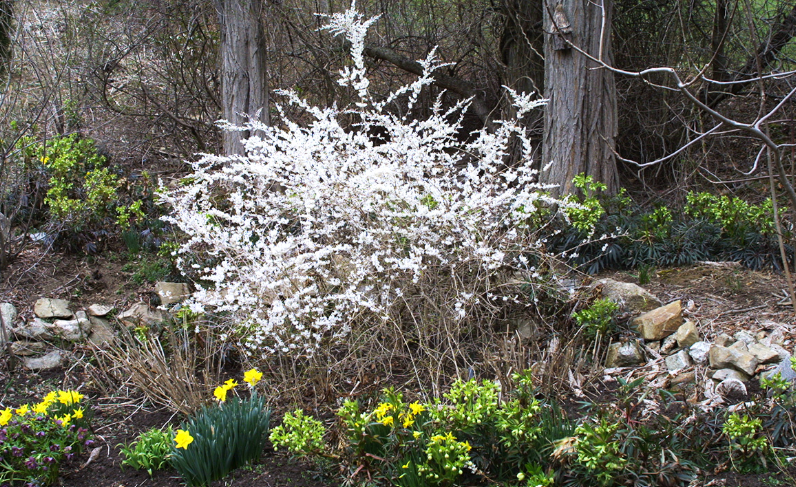 Winter Blooming Shrub in zone 7