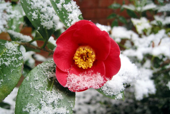 Winter blooming Shrub in wyoming