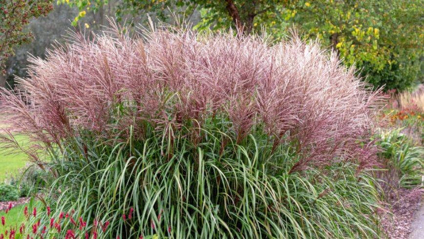 Grass for Heavy Clay Soil In florida