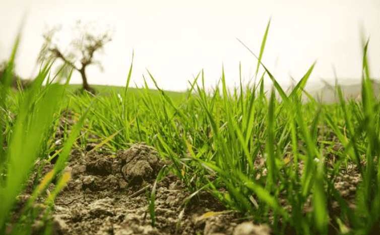 Grass In Heavy Clay Soil in colorado