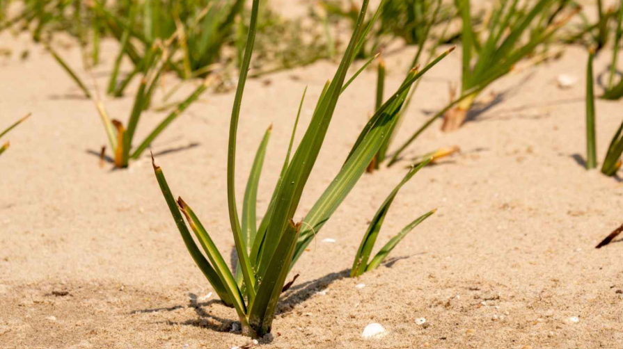 Grass in Sandy Soil in florida