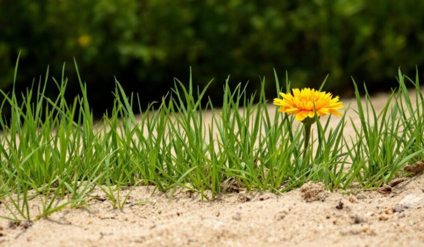 Grass in Sandy Soil in Colorado