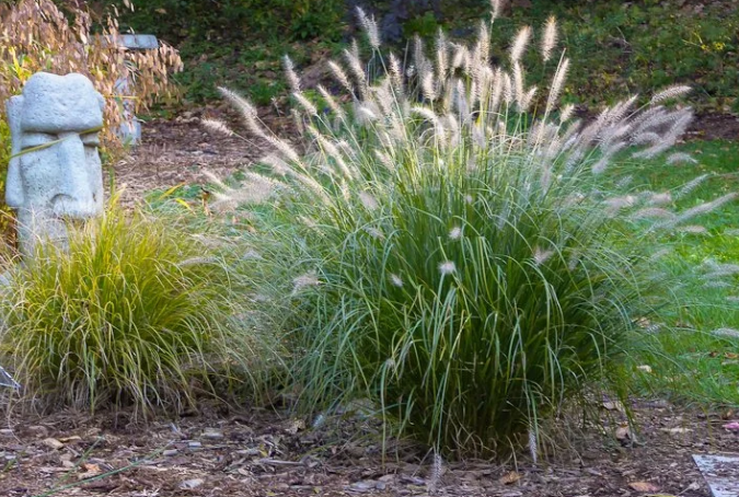 Ornamental Grass In an Outdoor Sunny Garden in Florida