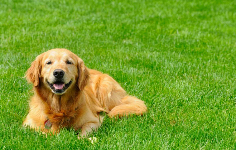 Dog laying on the grass In Florida