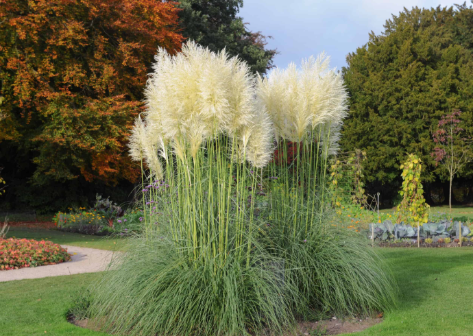 Fast Growing Perennial Grass