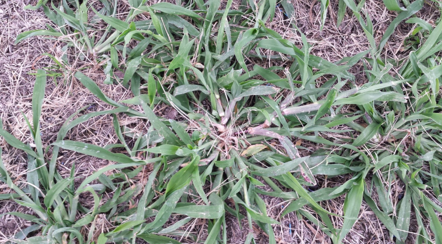 Grass That Looks Like Crabgrass But Isn't