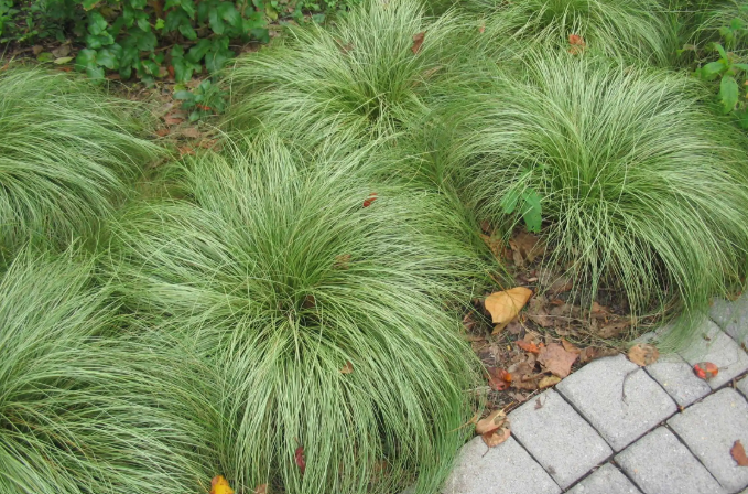 Grass That Looks Like Hair 