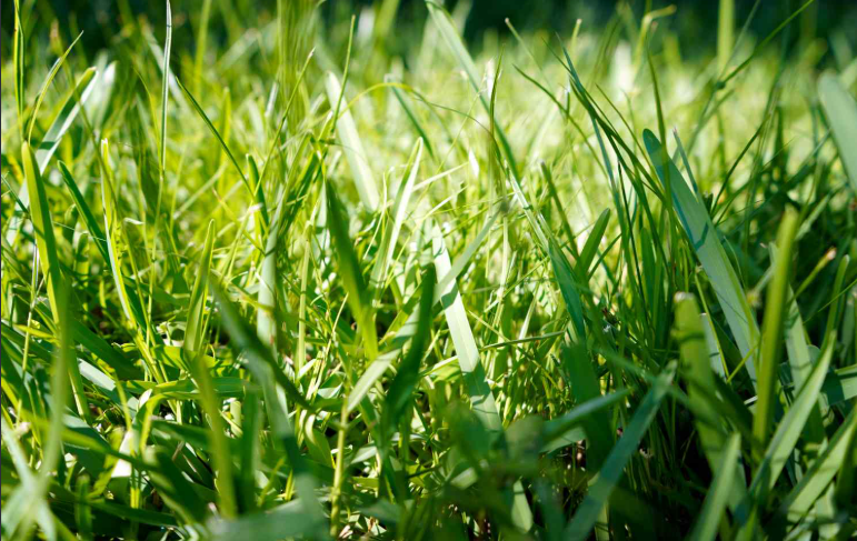 Grass That Looks Like St. Augustine Grass in florida