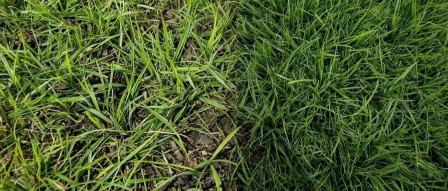 Grass That Looks Like Bermuda Grass 
