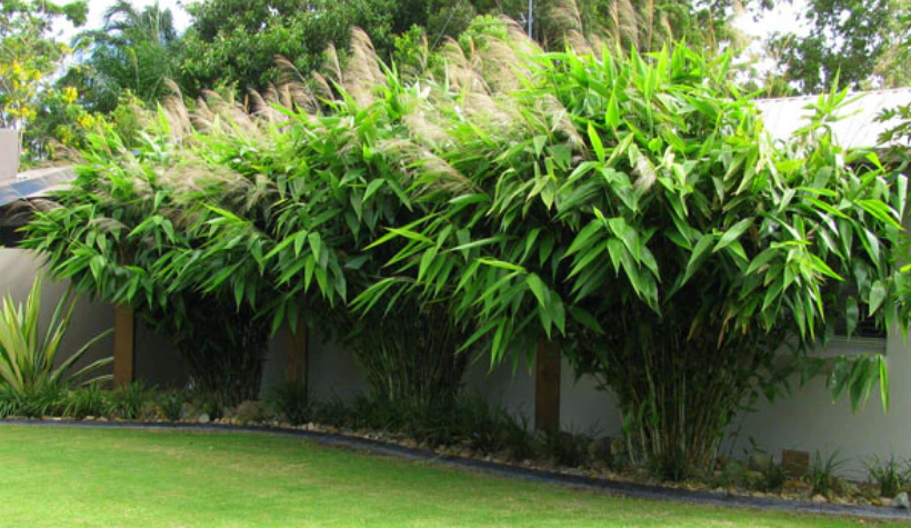Grass That Looks Like Bamboo 