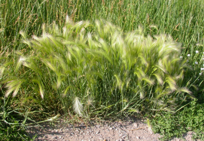 Grass That Looks Like Barley
