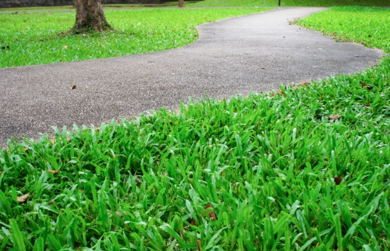 Carpetgrass growing in a lawn