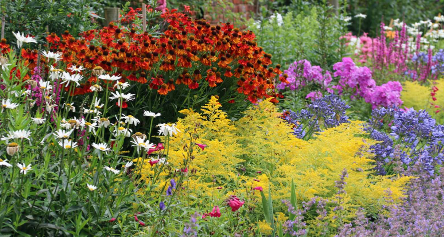 Perennial Flowers in a florida garden