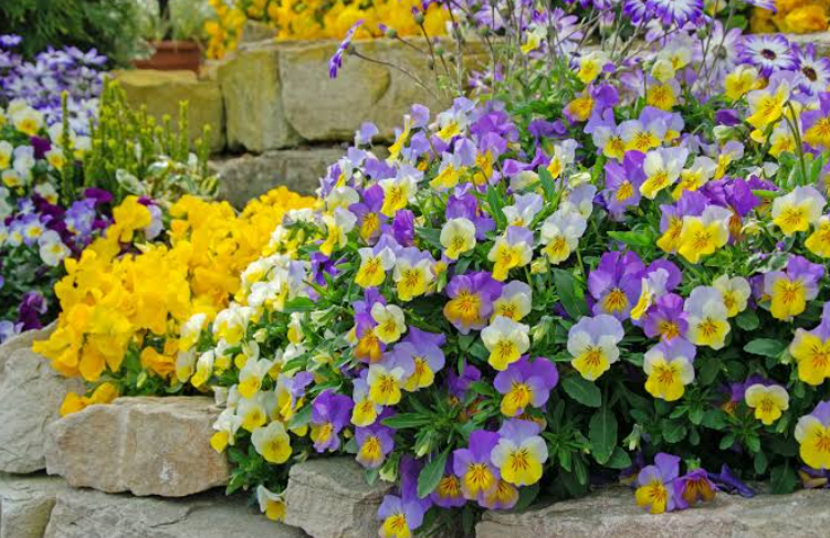 Fragrant Perennial Flowers in califonia
